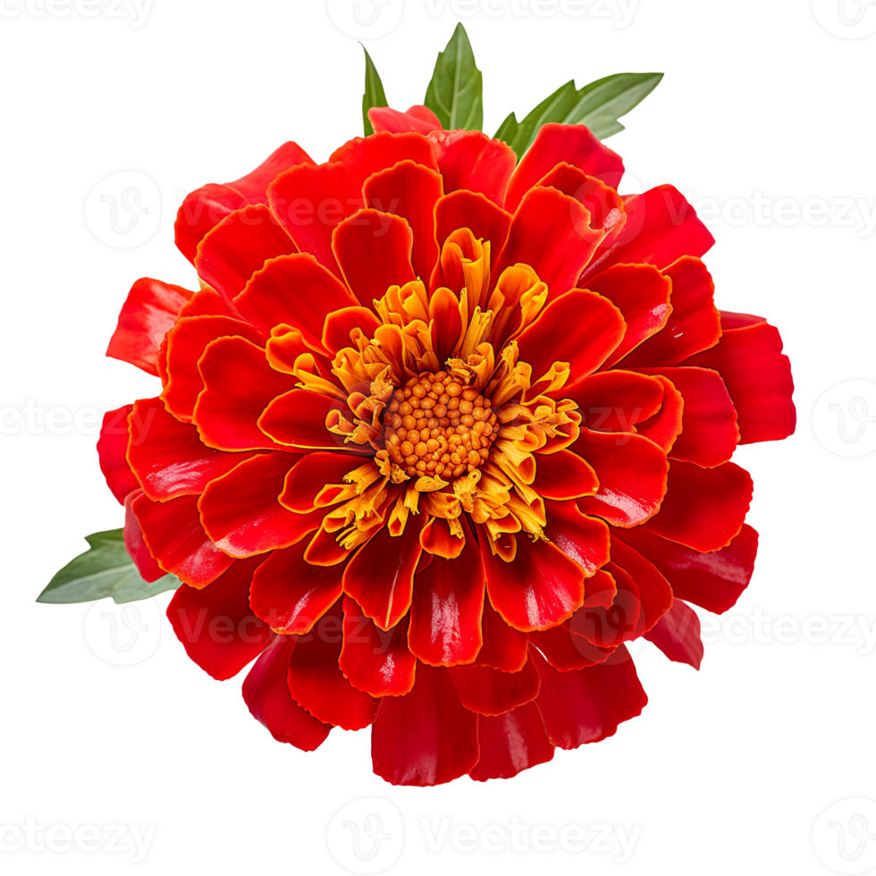 French red marigold flower isolated on transparent background png
