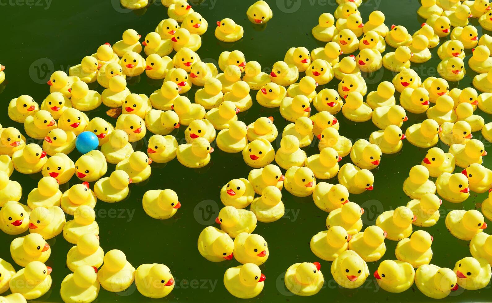 Many bright yellow rubber ducks floating in the pool. photo