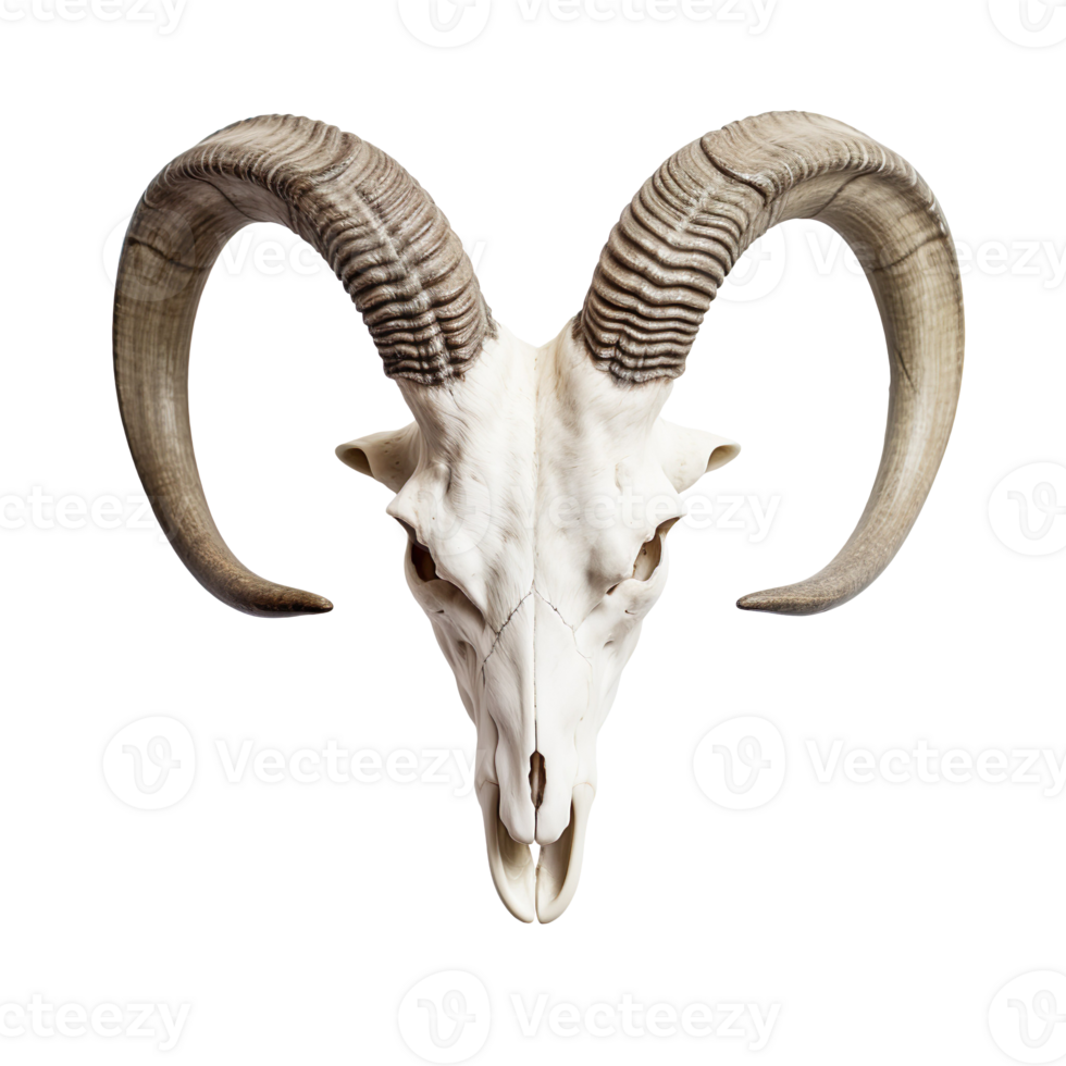 goat skull isolated on transparent background png