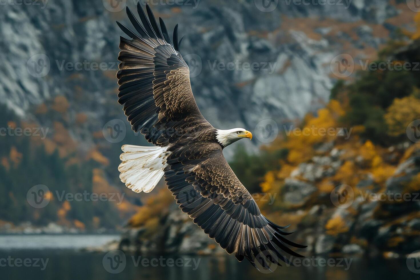 Majestic bald eagle soaring over autumn landscape photo
