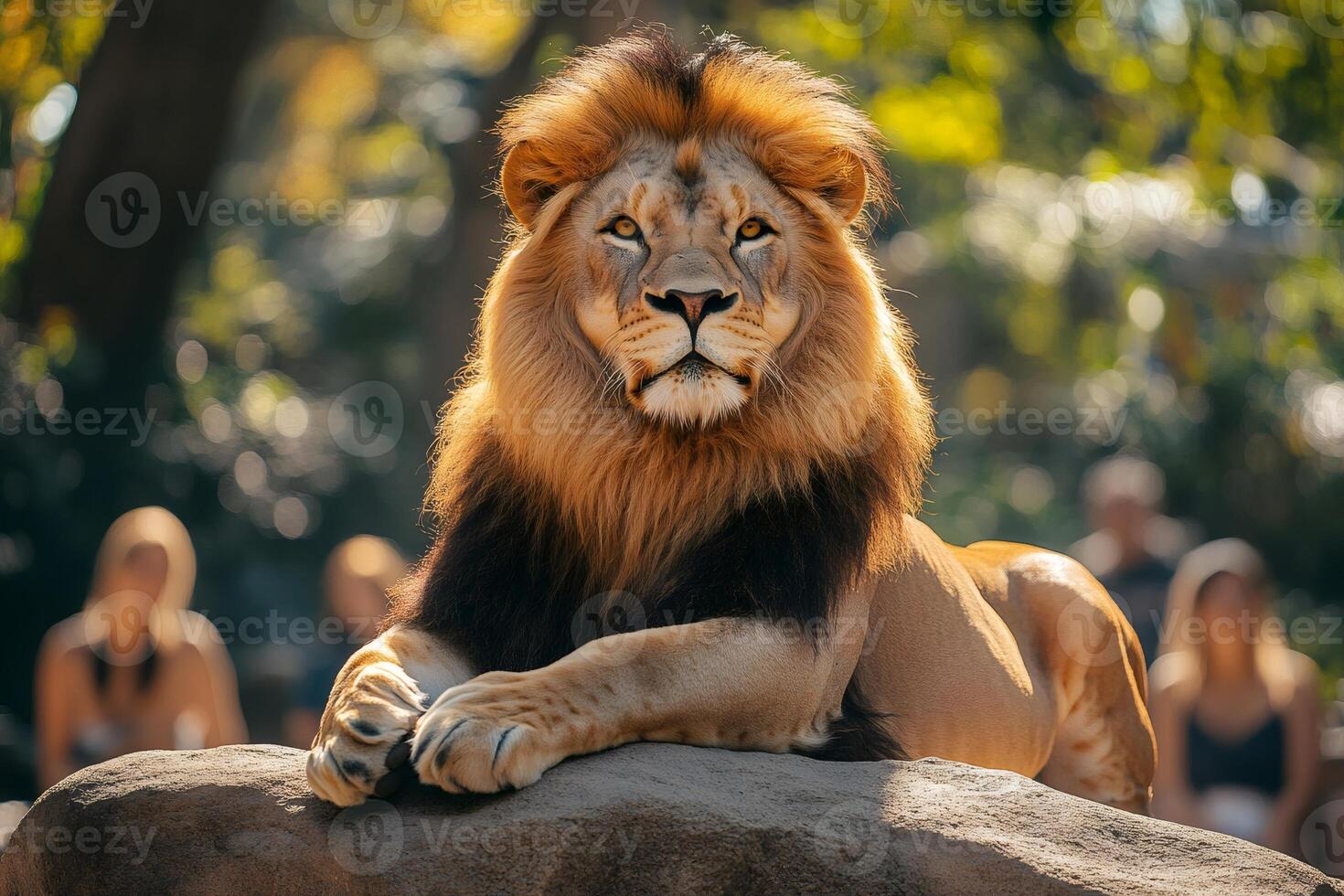 Majestic lion resting on a rock, enjoying sunlight in a zoo photo
