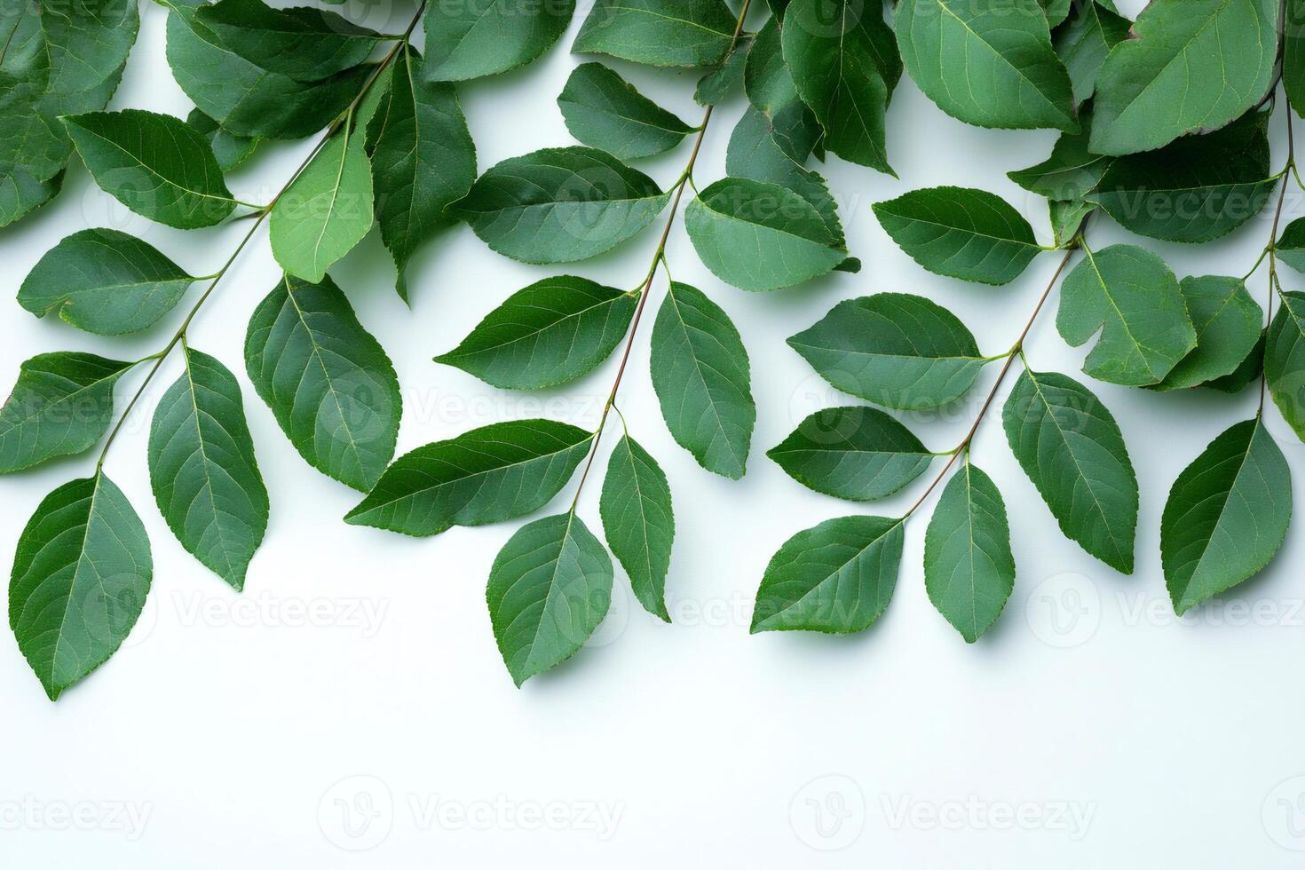 Green leaves branches creating a natural frame over white background photo