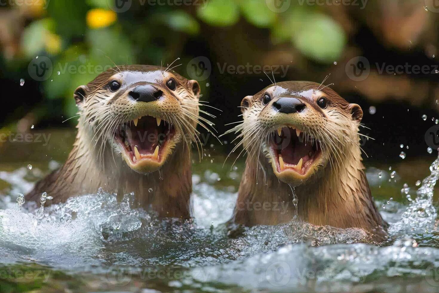 Two otters are showing their teeth while swimming and having fun photo