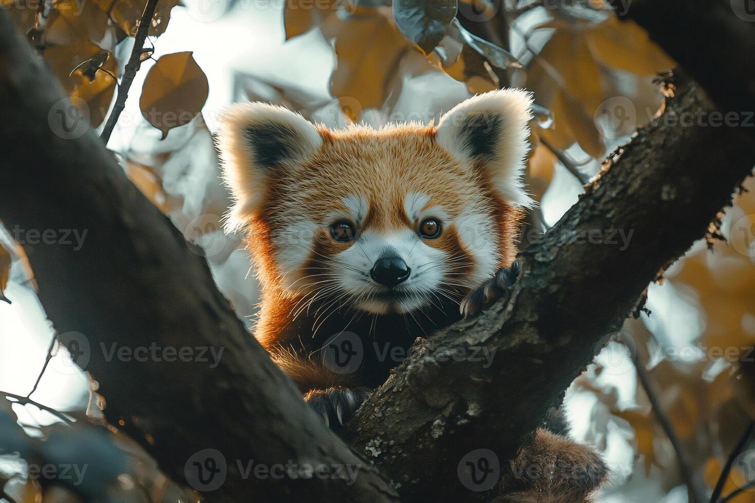 Red panda climbing a tree in the forest photo