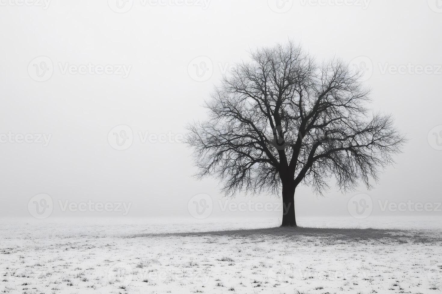 Lonely bare tree standing in a snowy field during a foggy winter day photo