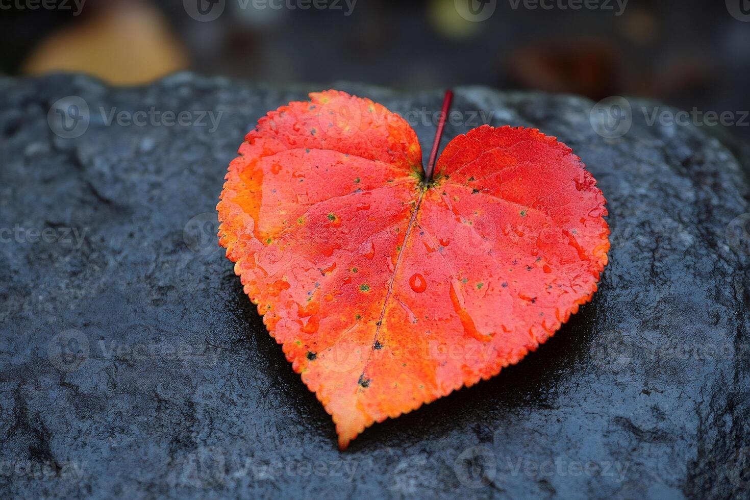 Red heart-shaped leaf lying on a wet rock during autumn photo
