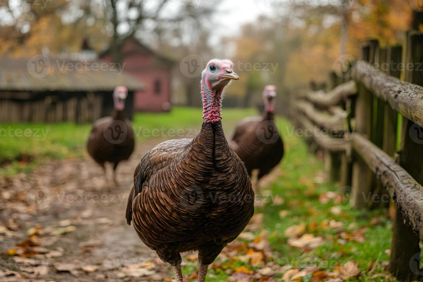 Turkeys strutting near wooden fence on a farm in autumn photo