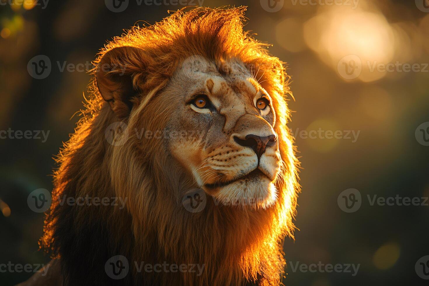 Majestic lion posing during golden hour in the African savanna photo