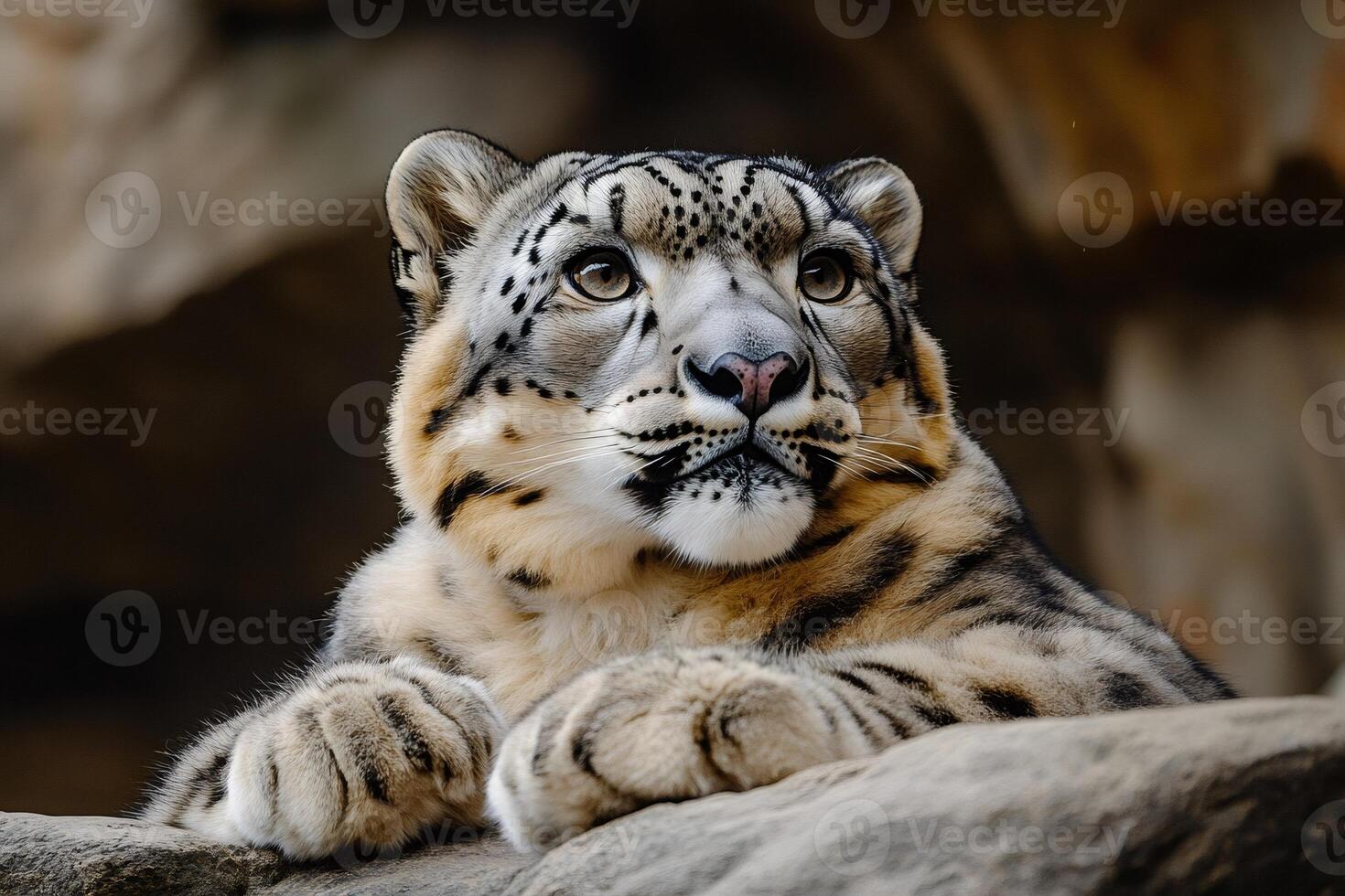 Snow leopard resting its paws on a rock and looking up photo