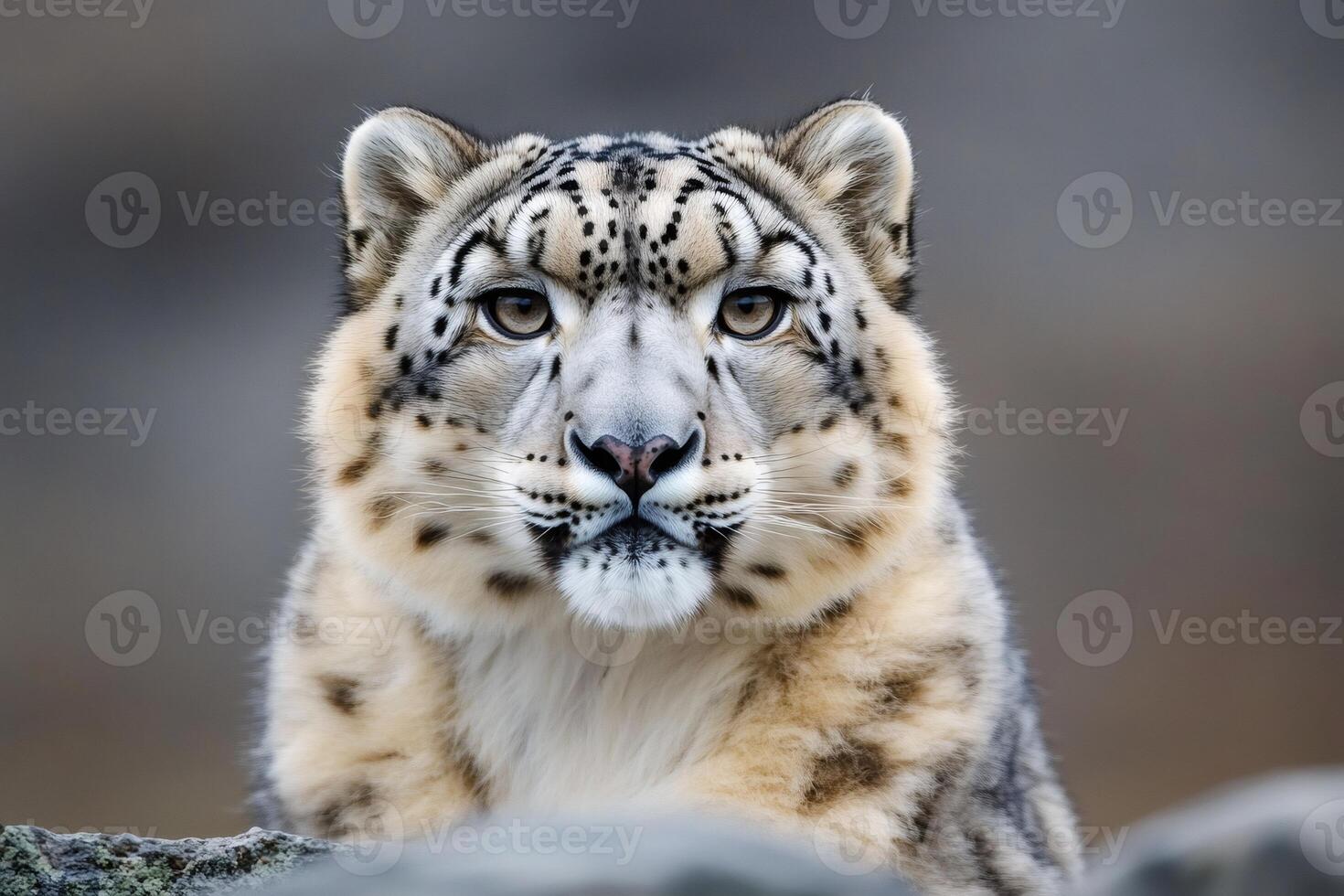 Snow leopard resting its head on a rock photo