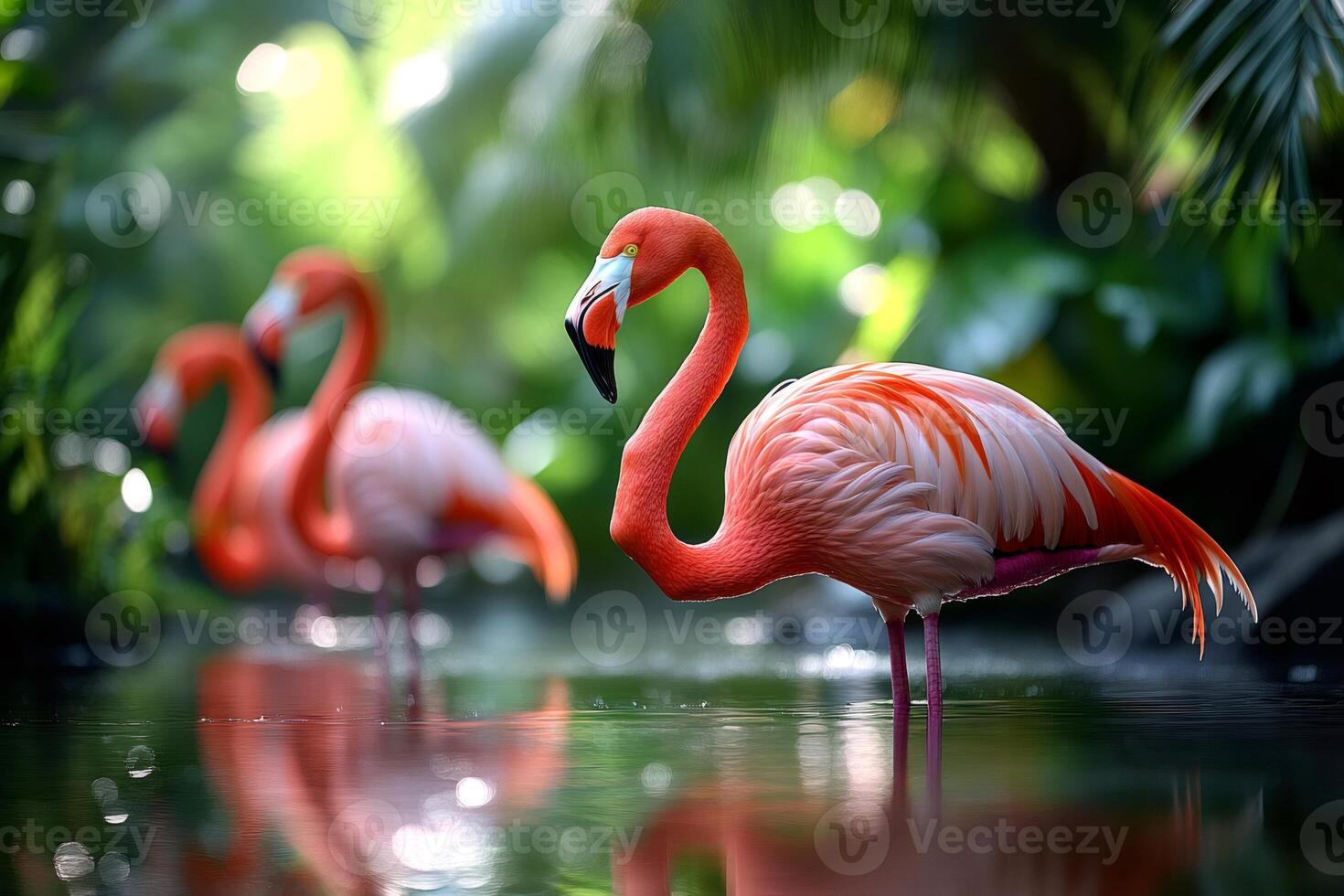 Pink flamingos standing in water with blurred jungle vegetation in background photo