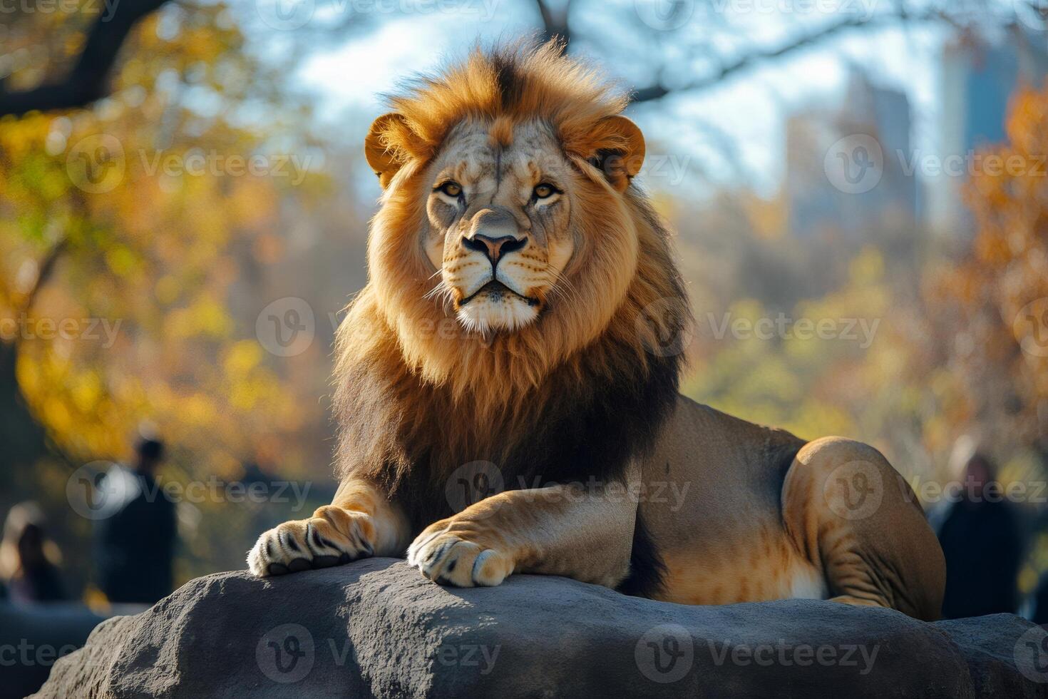 Majestic lion resting on a rock in autumnal zoo setting photo