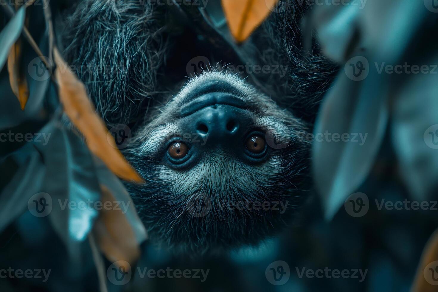 Two-toed sloth hanging upside down looking through leaves photo