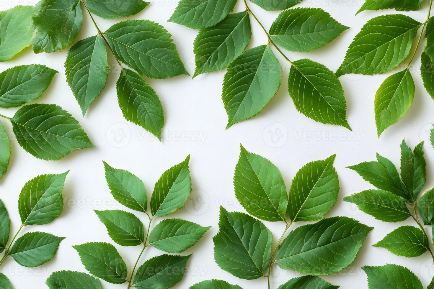 Green leaves frame creating a natural border on white background photo