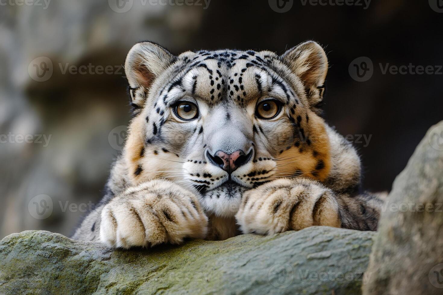 Snow leopard resting its paws on a rock photo