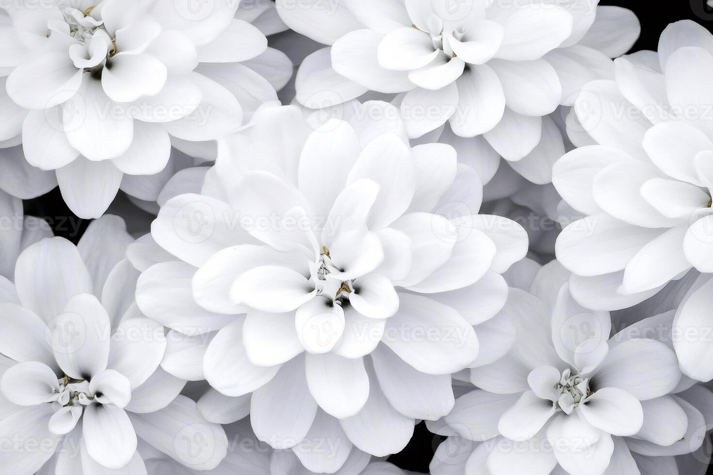 Delicate white dahlia flowers creating beautiful floral background photo
