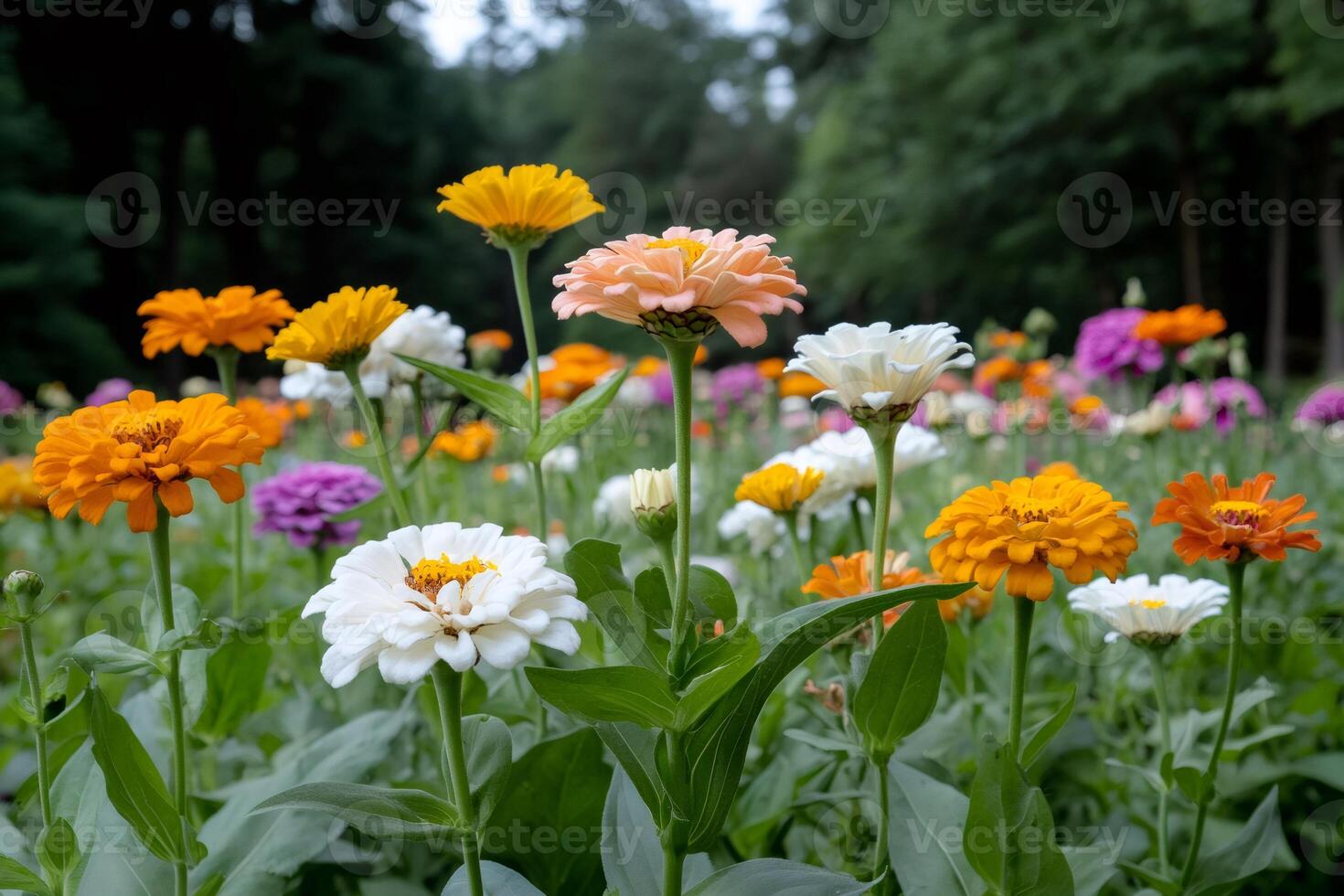 Colorful Zinnia elegans flowers growing in a botanical garden photo