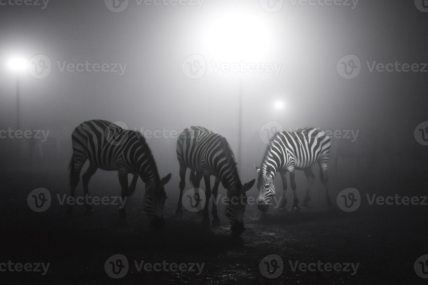 Zebras grazing in foggy enclosure at night under street lights photo