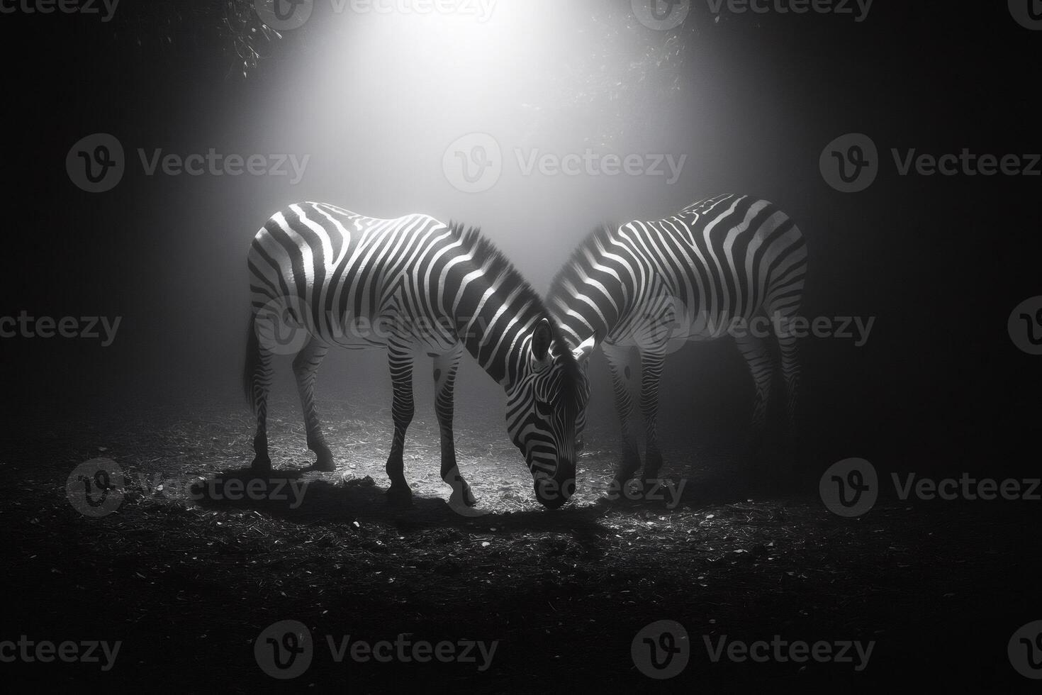 Two zebras grazing together at night under dramatic light photo
