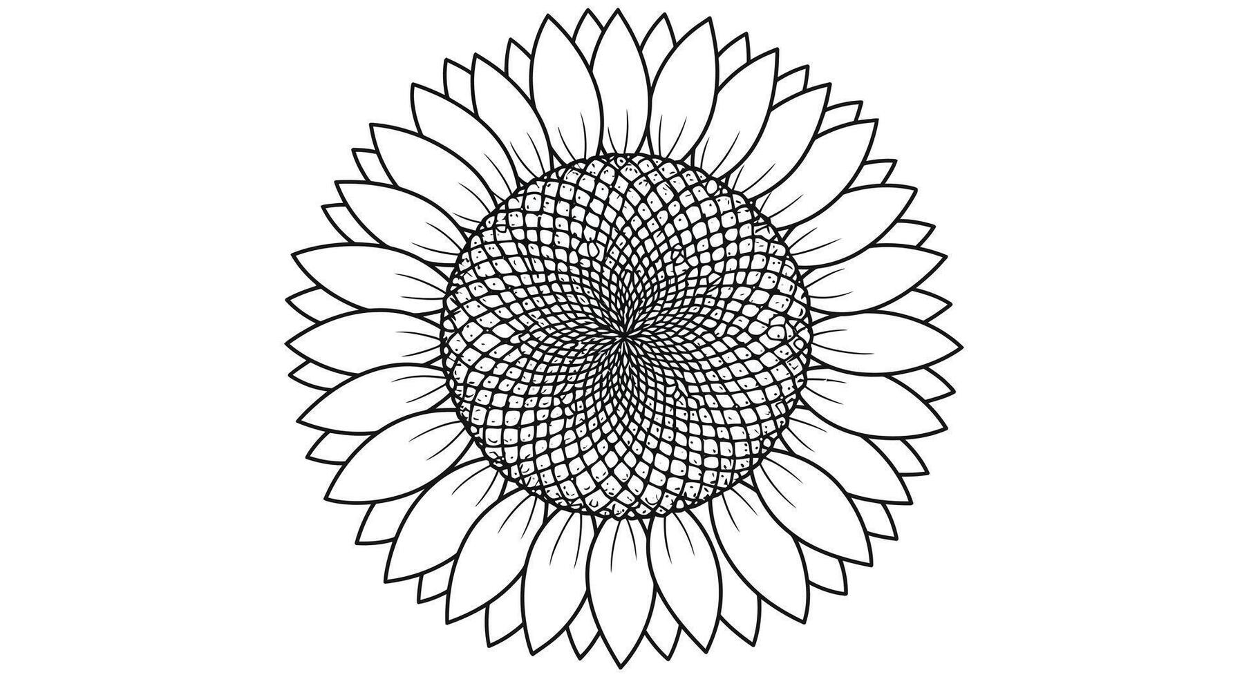 A black and white drawing of a sunflower vector