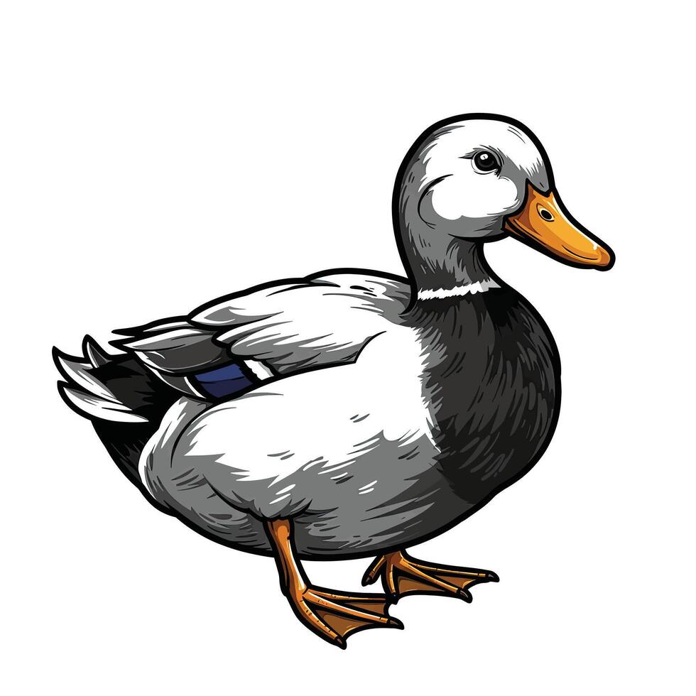 Duck is standing in front of a white background vector