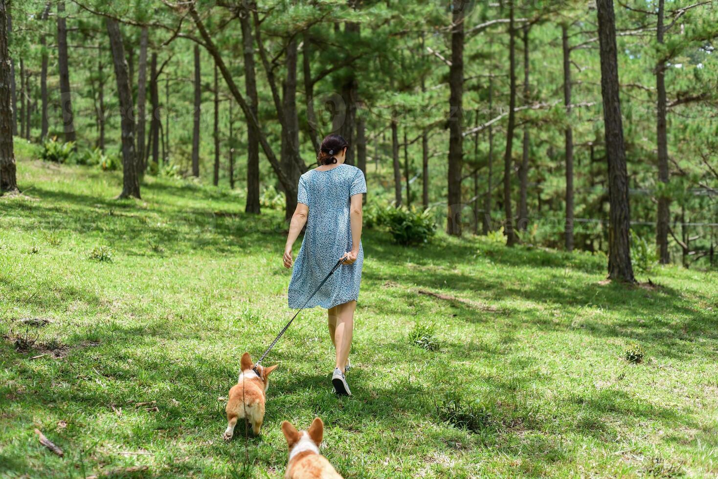 Young woman walks with her corgi dogs in the forest photo