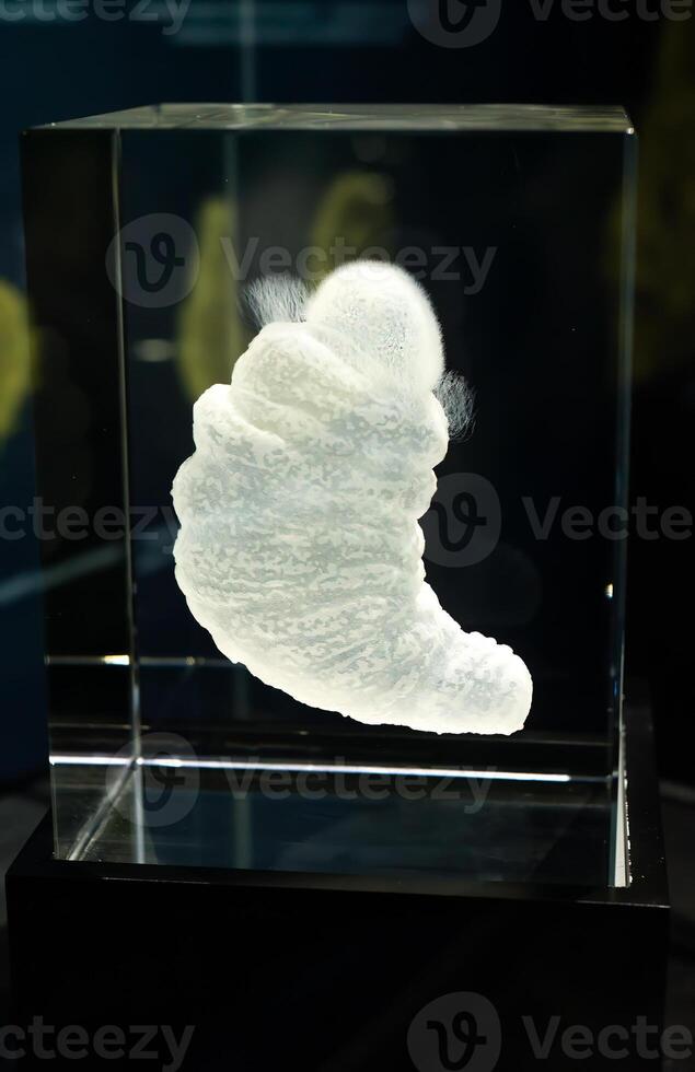 Sipunculid peanut worm pelagosphera larva close up photo
