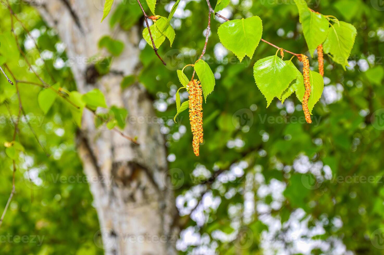 Young fresh birch catkins on birch tree background. photo