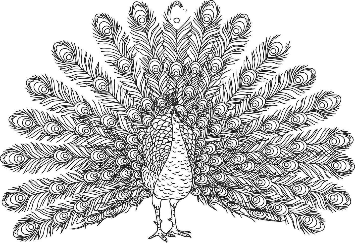 A peacock coloring page vector