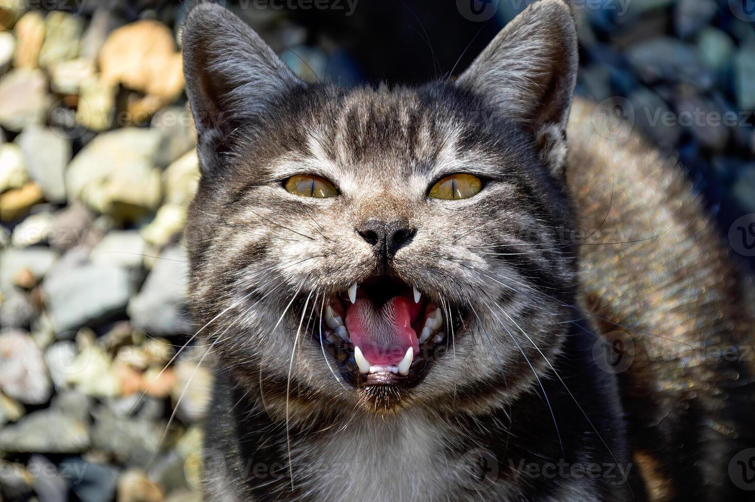 Portrait of 1 year old black cat with gray stripe meowing and asking food photo