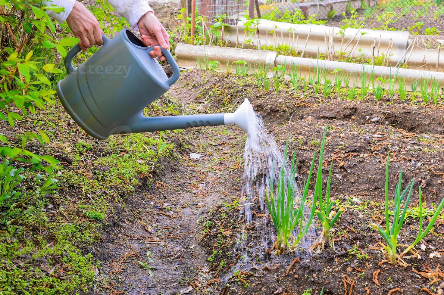 Process of watering beds with green onions using a watering can female hands holding a watering can with water photo