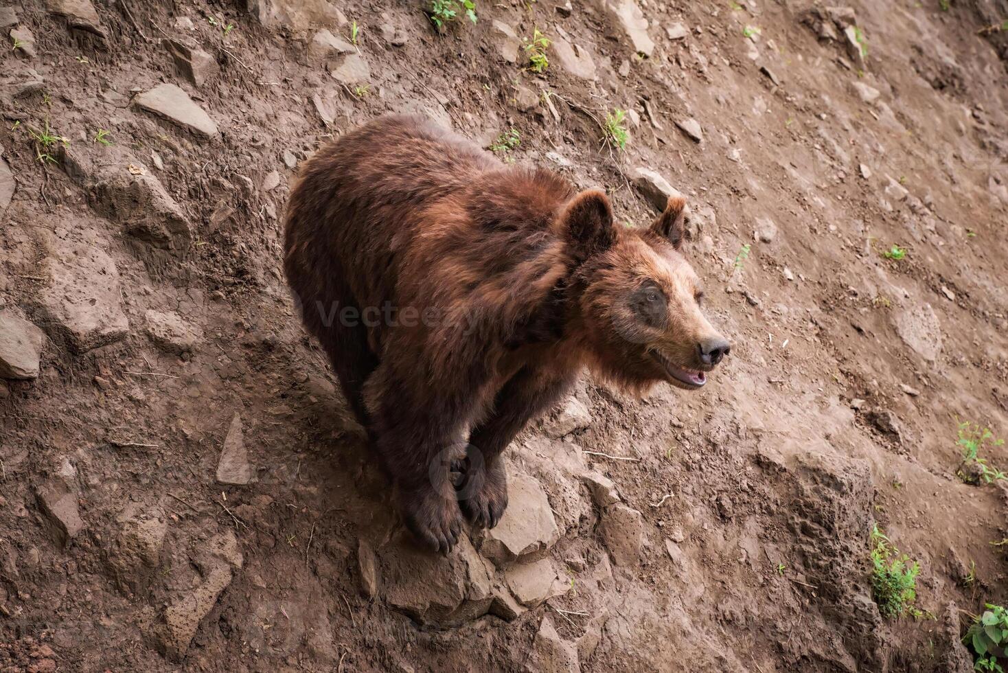 The Kamchatka brown bear Ursus arctos beringianus, also known as the Far Eastern brown bear or Russian sitting photo