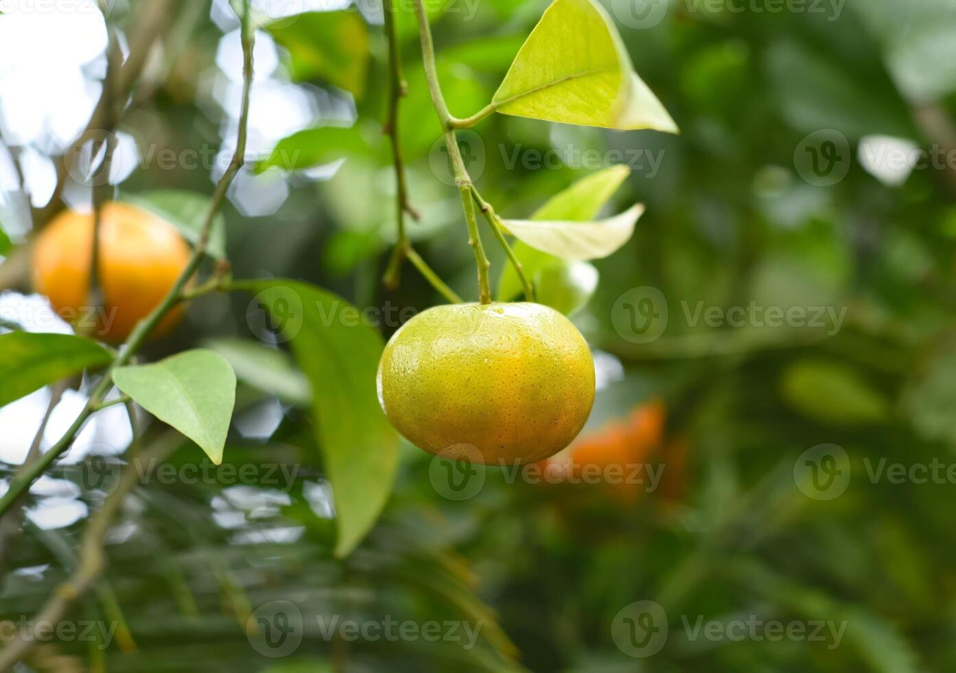 Ripe clementine citrus growing on a branch photo