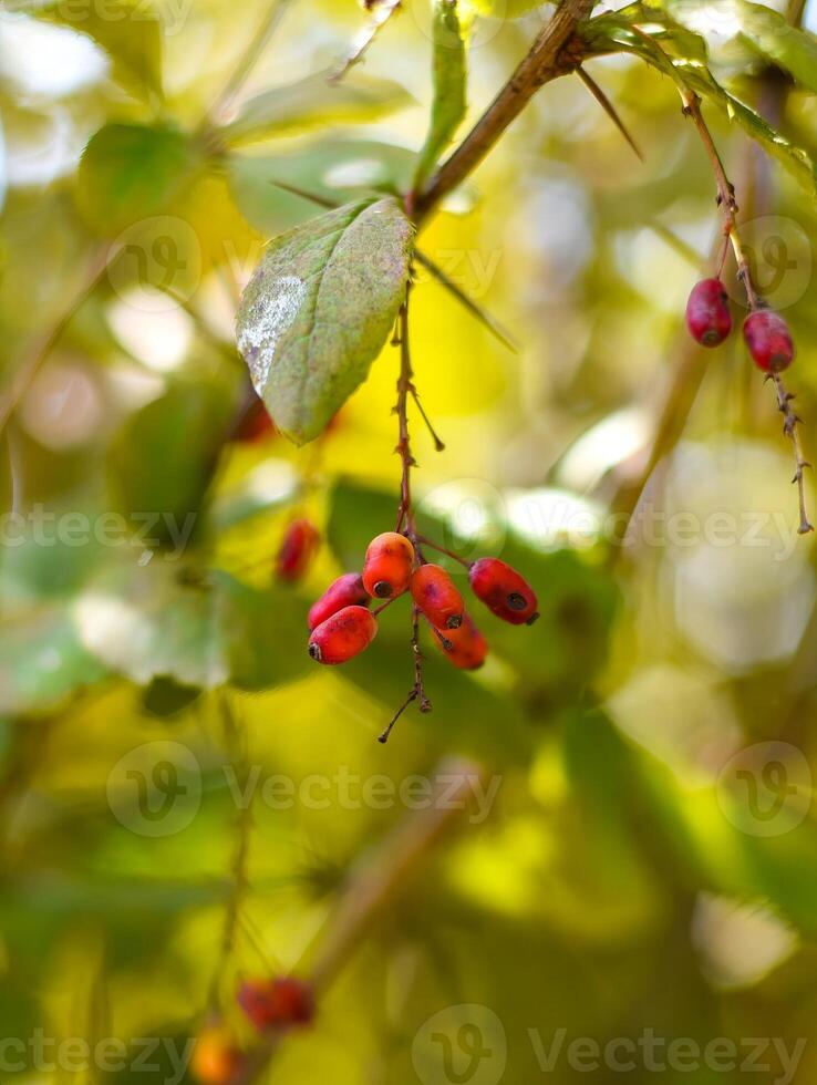 Amur barberry berries on a green background. Russian Far East autumn photo