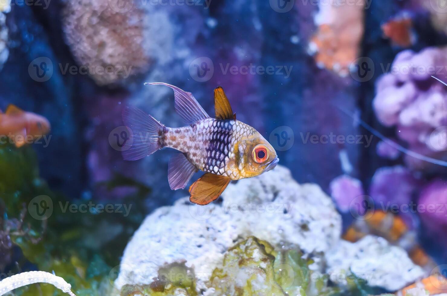 The pajama cardinalfish spotted cardinalfish, coral cardinalfish, or polkadot cardinalfish Sphaeramia nematoptera photo