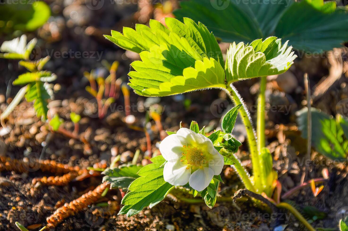 Fresh strawberry sprout with flower without berry under evening sunlight photo