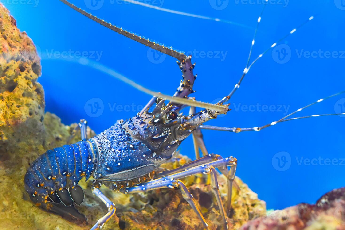 Spiny lobsters also known as langustas in aquarium photo