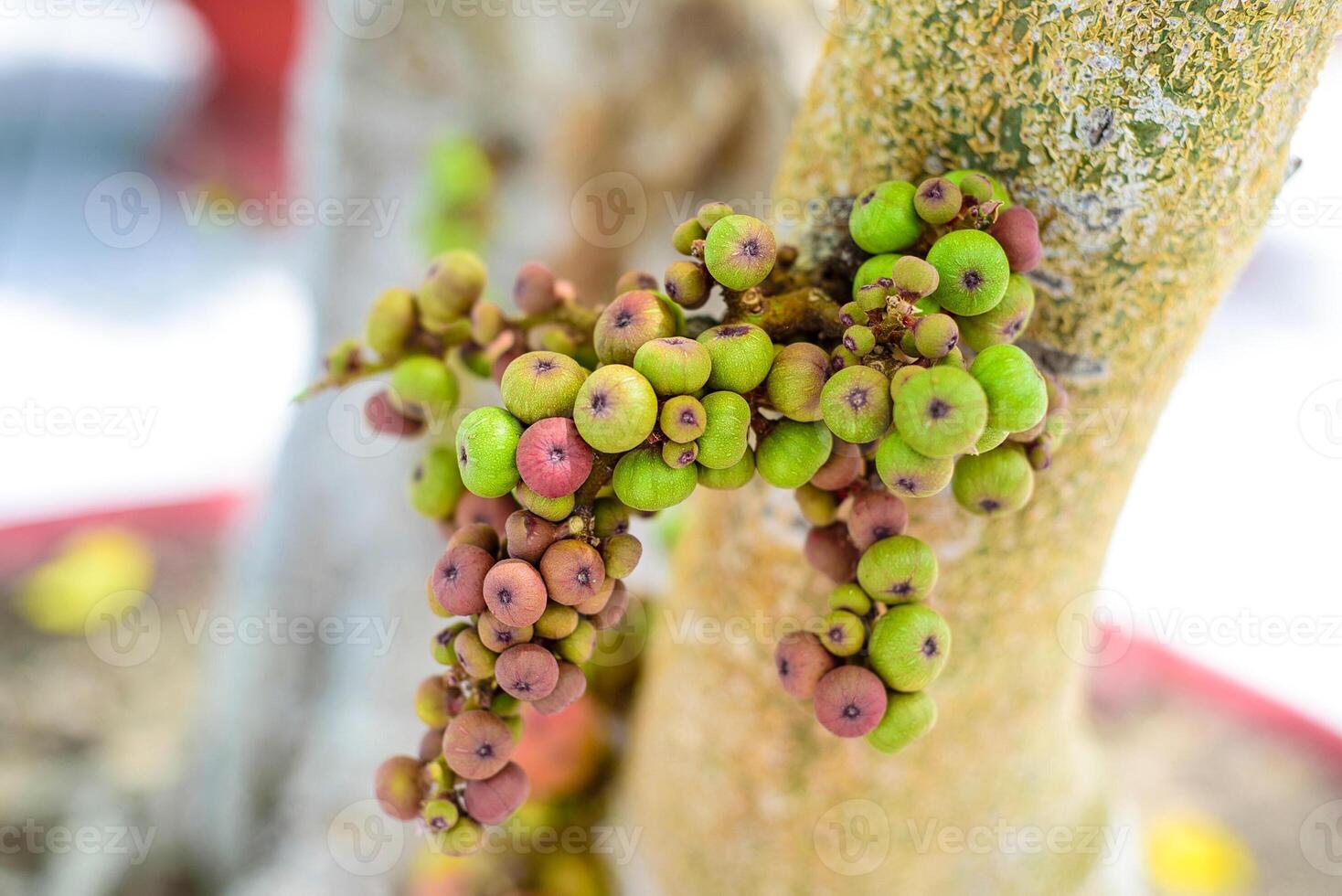 Ficus racemosa or the cluster fig, red river fig photo