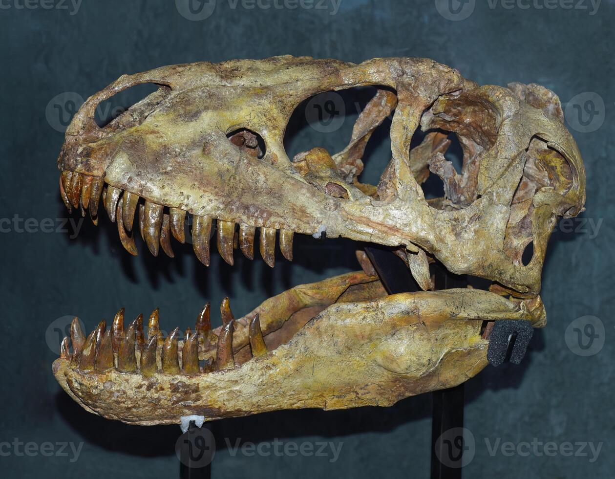 Real scull of Tarbosaurus baatar dinosaur found in Mongolia photo