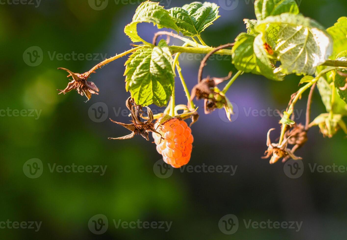 Raspberry variety Orange miracle growing in garden photo