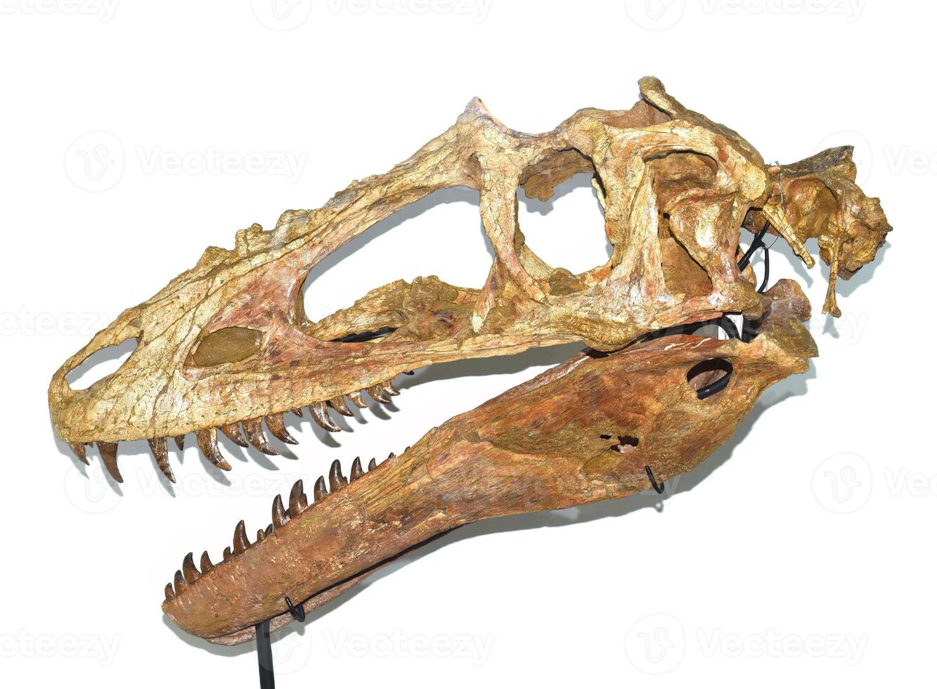 Fossils of Alioramus exhibited in Mongolian Central Museum of Dinosaurs photo