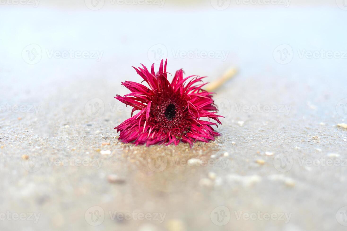 Flower of mini gerbera Punki Arthur on the sand near the South China sea in Vietnam photo