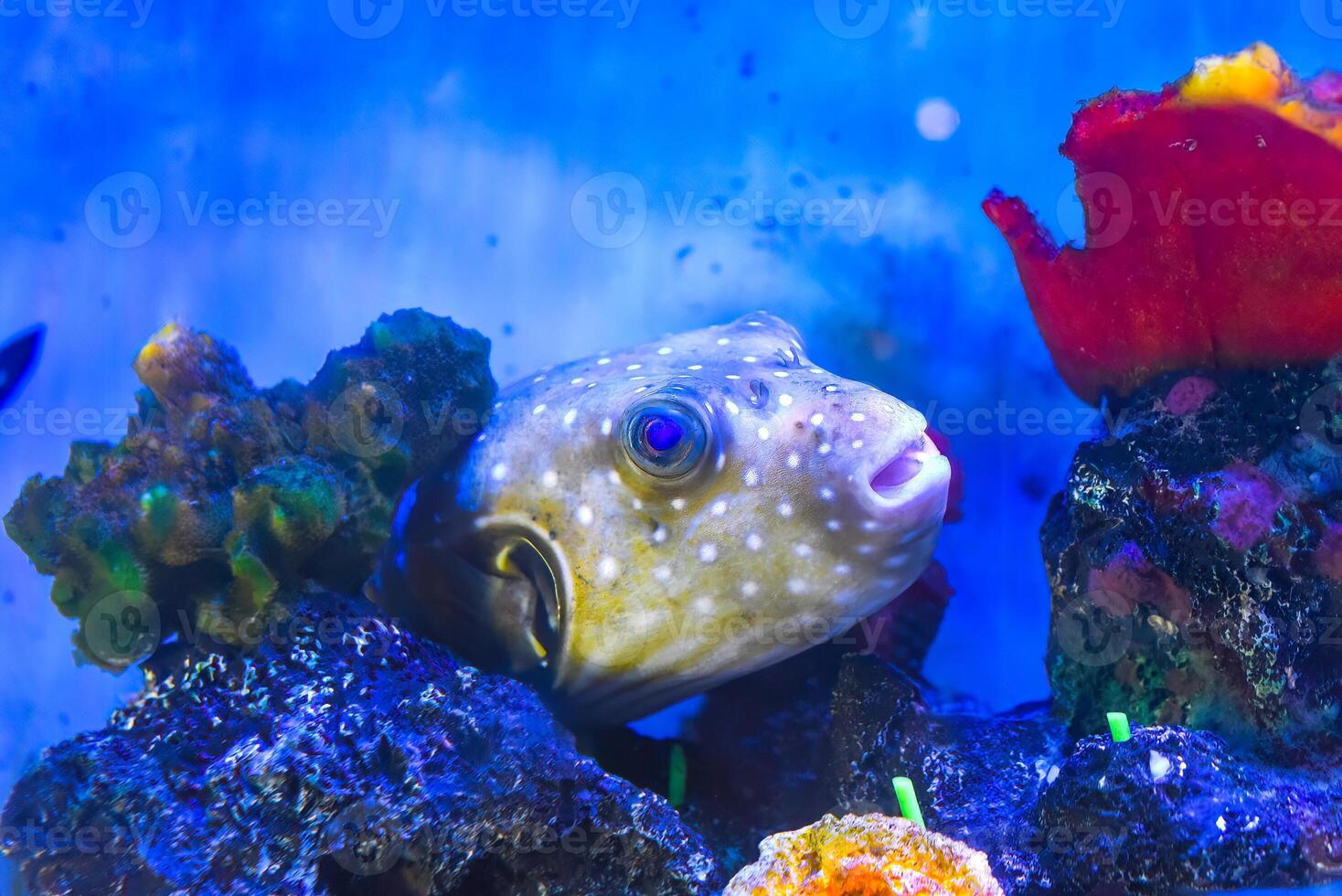 White spotted puffer fish in an aquarium close up photo