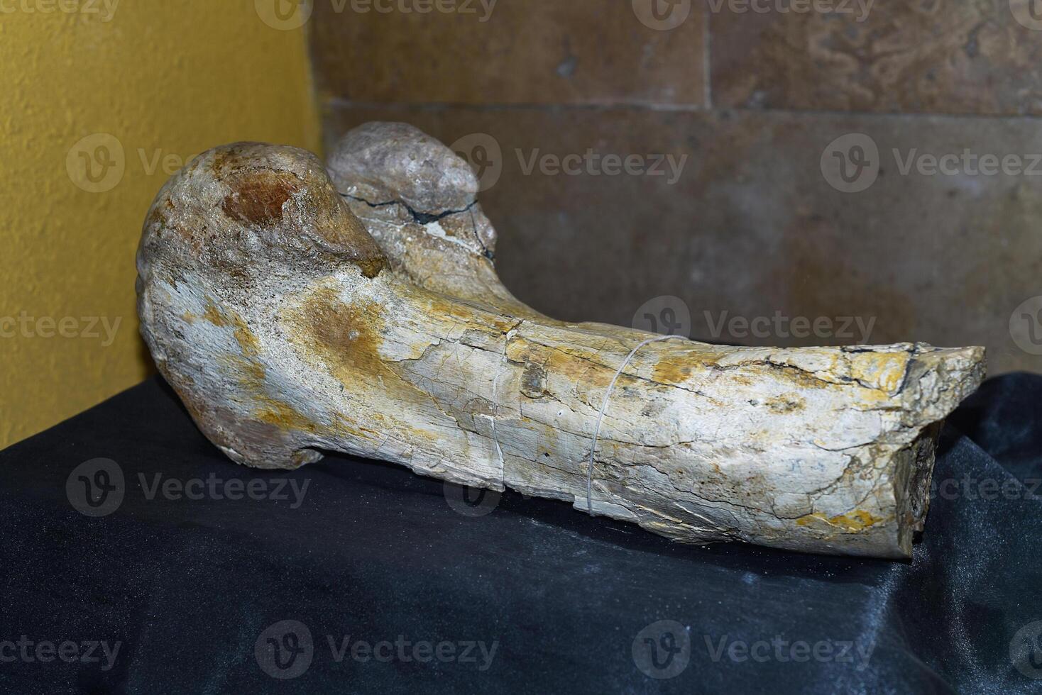 Fossilized bone of Saurolophus found in Gobi desert photo