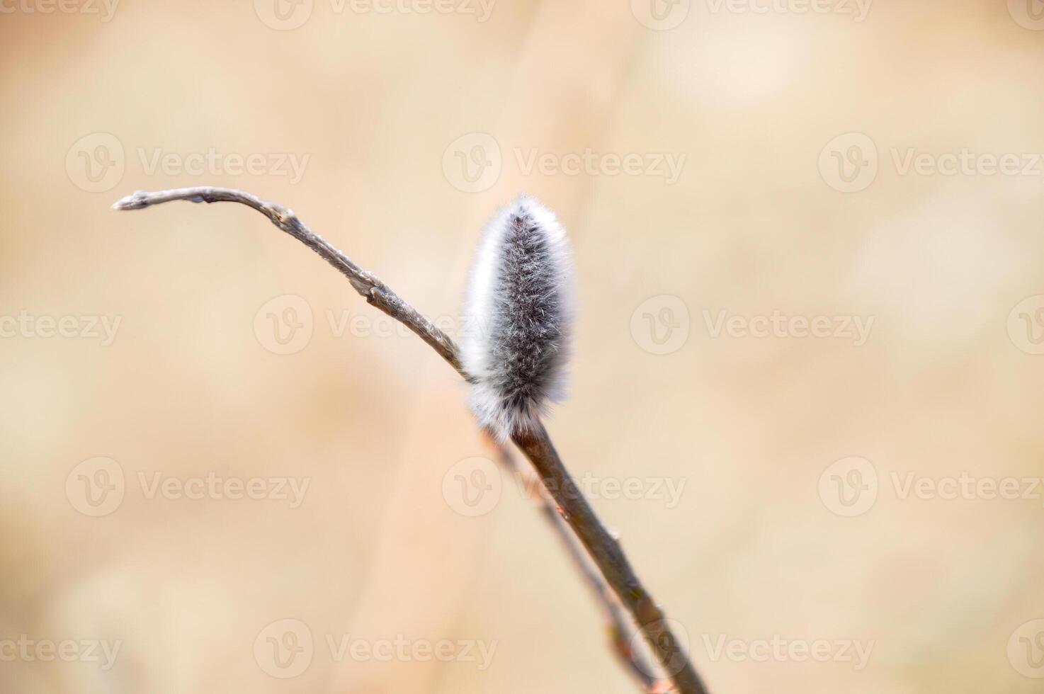 Furry catkin of willow tree in early spring photo