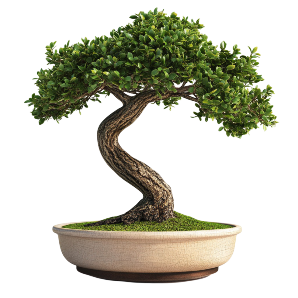 Bonsai Tree in a Pot on Transparent Background png