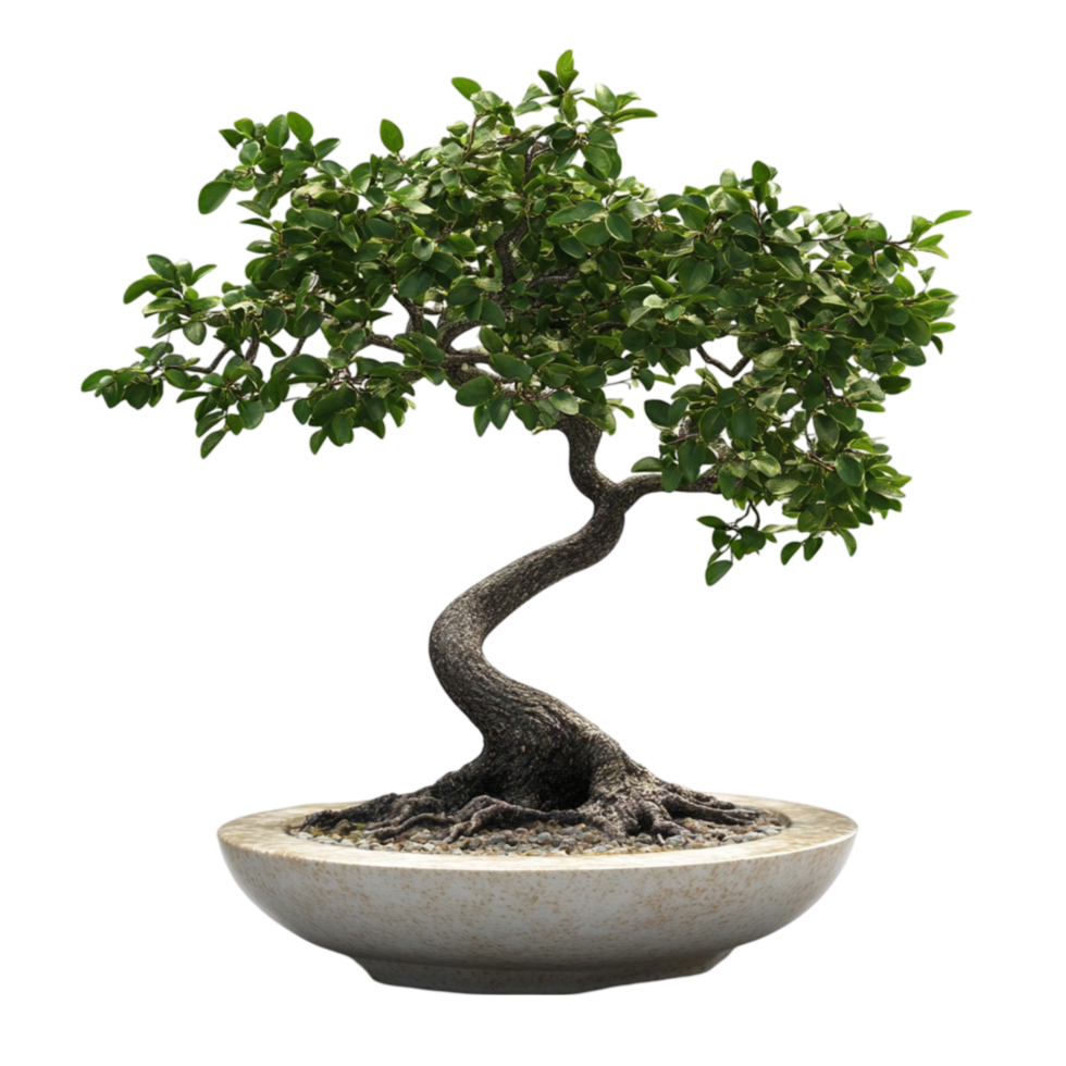bonsai tree in a pot on a background png