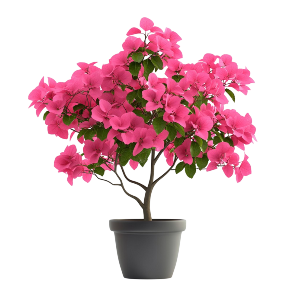 bougainvillea plant in pot on transparent background png