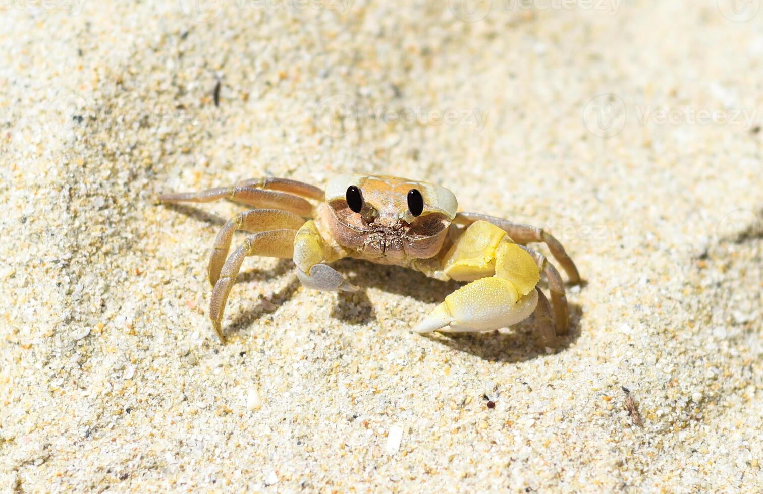 Atlantic ghost crab at Doc Let beach in Vietnam photo