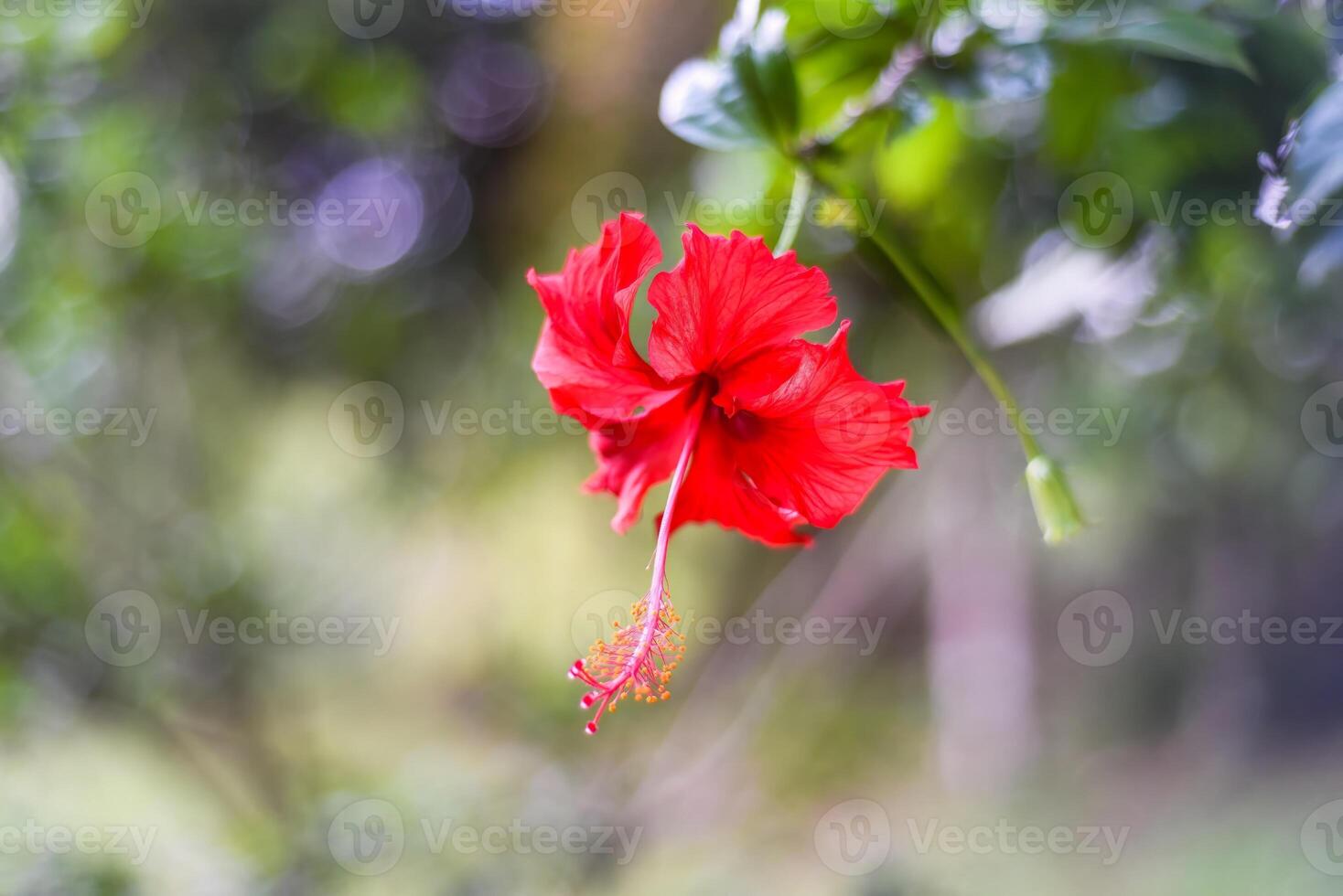 Hibiscus rosa-sinensis known colloquially as Chinese hibiscus, China rose photo